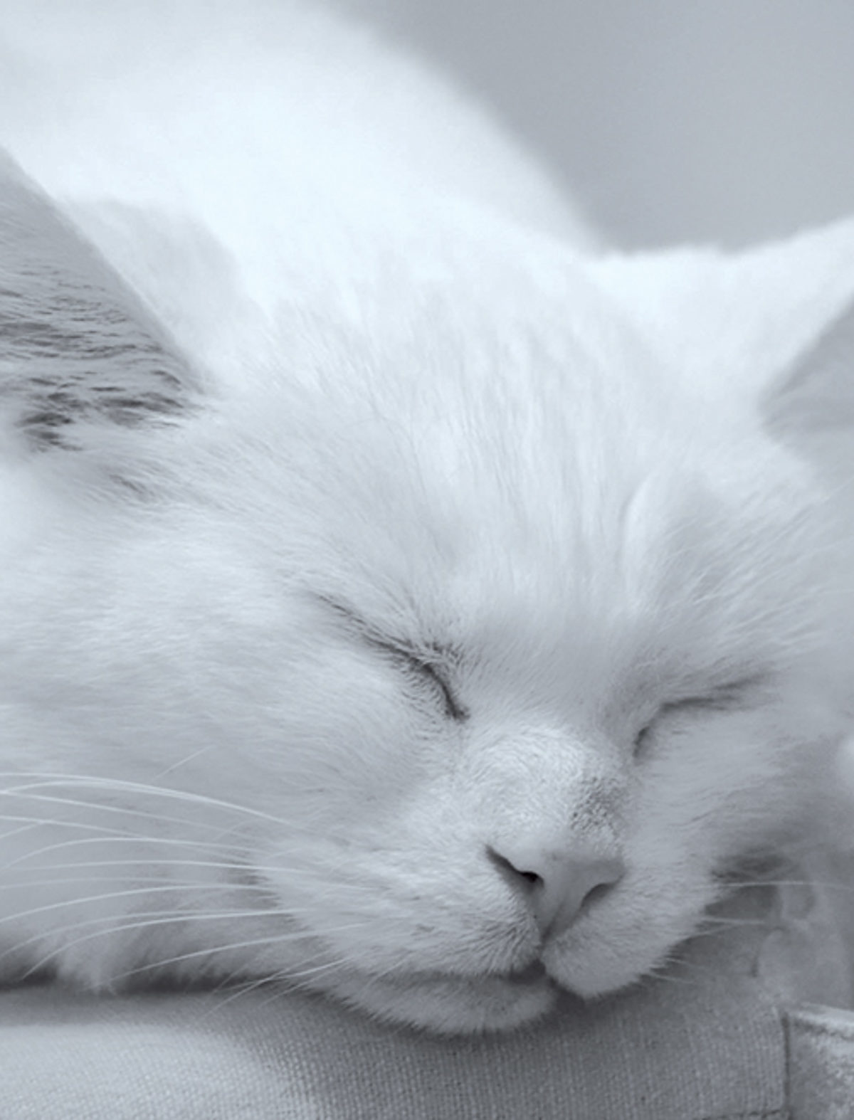 Chat blanc ronronthérapie