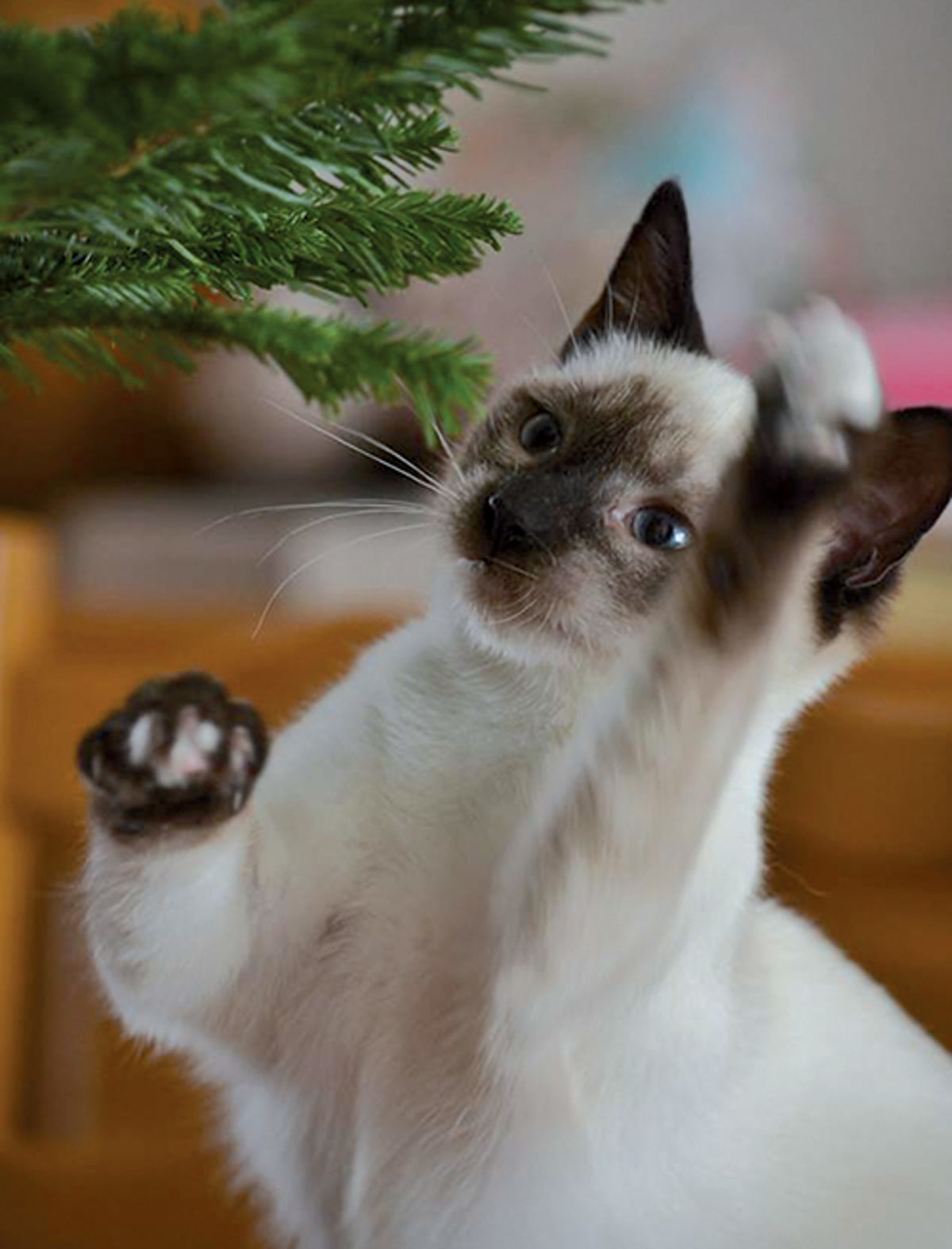 Chat donne un coup de patte