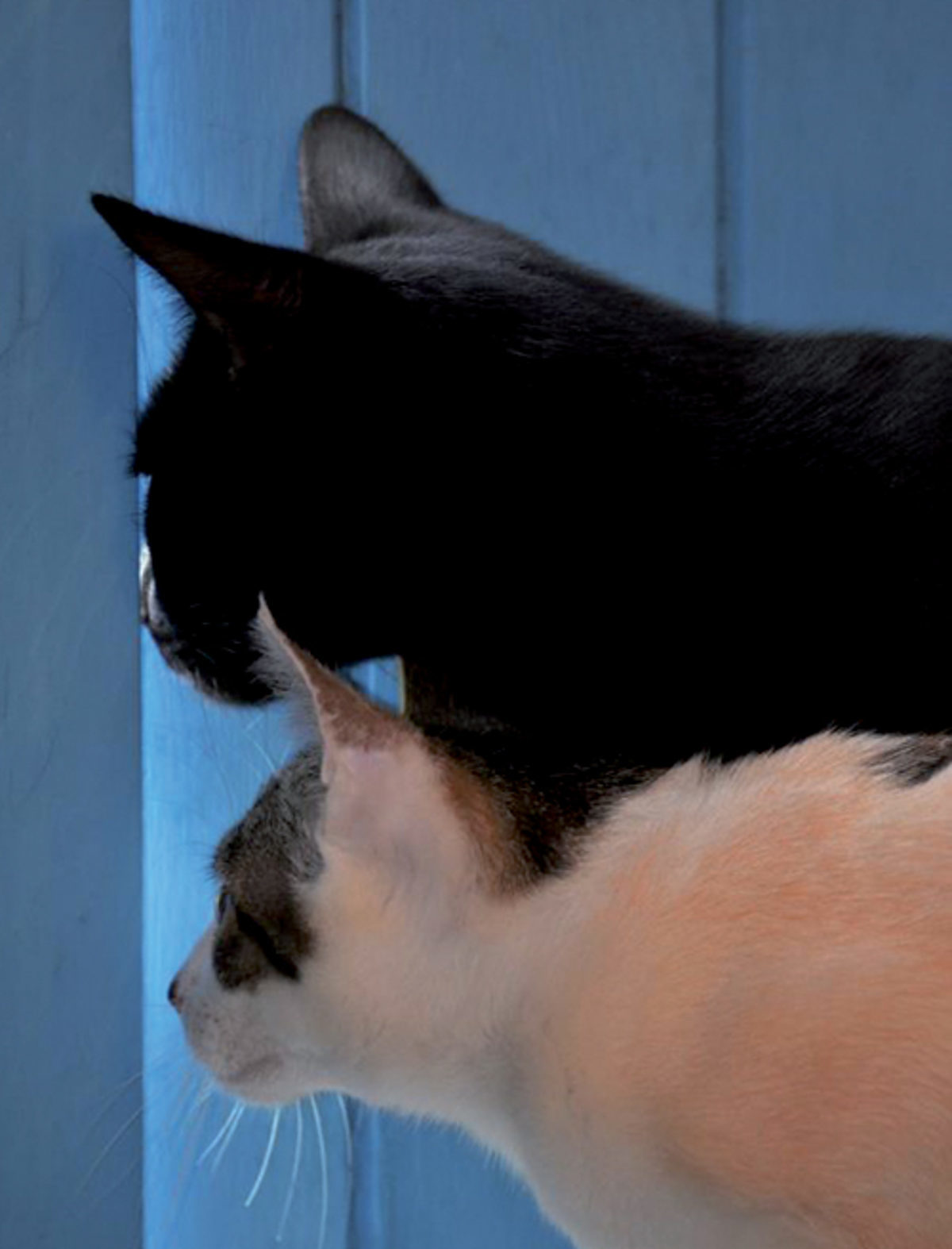 2 chats à travers une porte