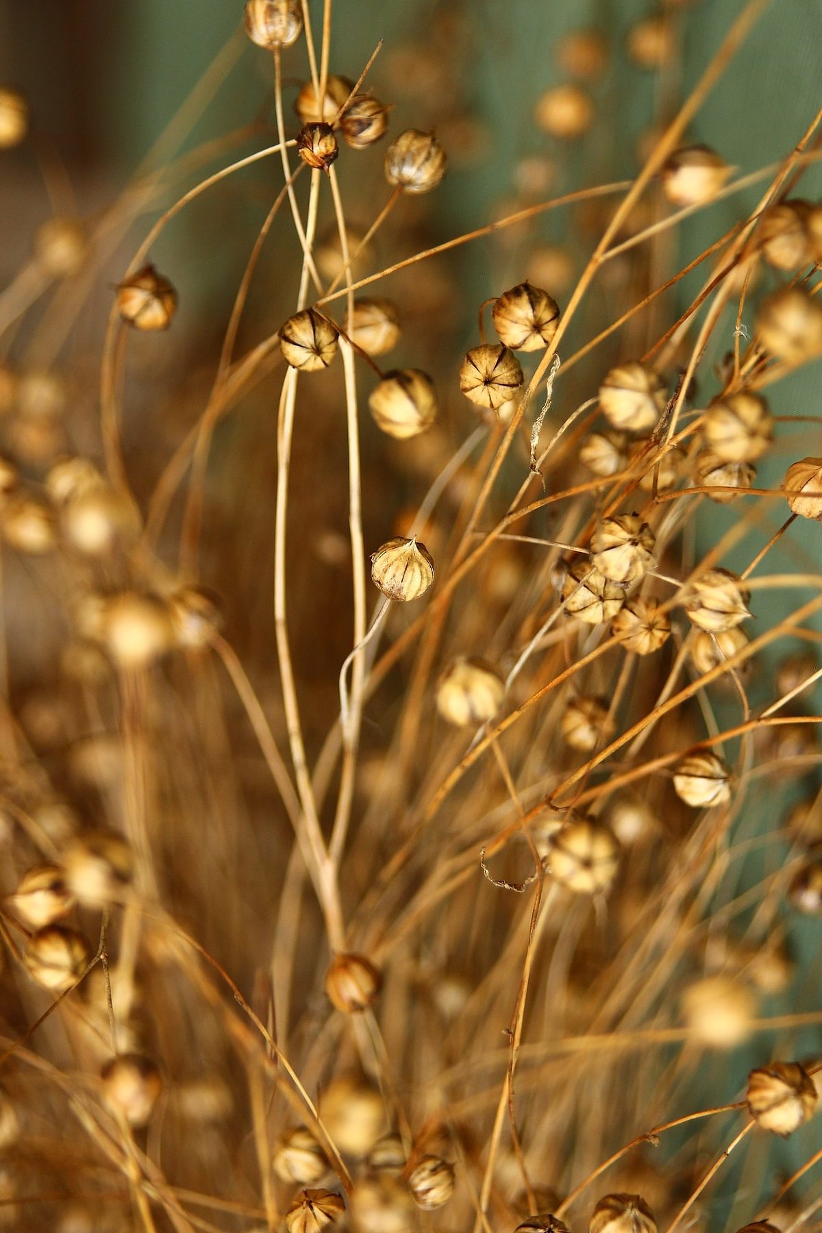 fibres de lin