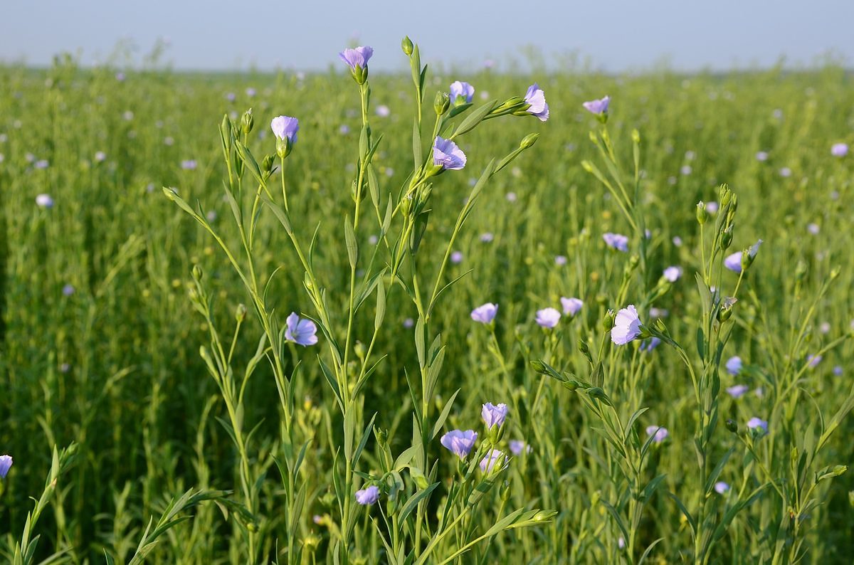 fleur bleue de lin
