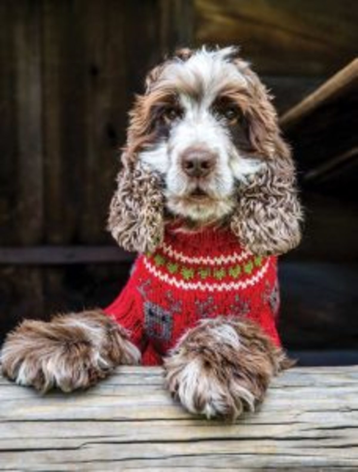 Pulls de Noel au tricot pour chien