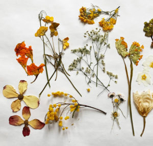 fleurs séchées