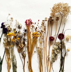 fleurs séchées