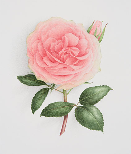 ROSE ANGLAISE